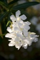 Don't ask me the name of the flowers...but you can find them in my garden in Italy