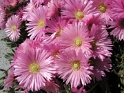 My garden in Italy (3)