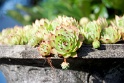 Not a flower but...