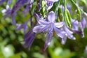 My garden in Italy (4)