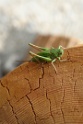 Nature_04