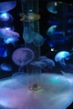 You can find them in Barcelona aquarium