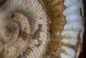 Ammonite one of my favourite