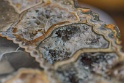 ammonite with crystal inlays