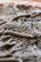 A fossil fern