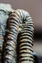 Ammonite (2)